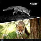 Daytime color photo and nighttime infrared photo of a fox