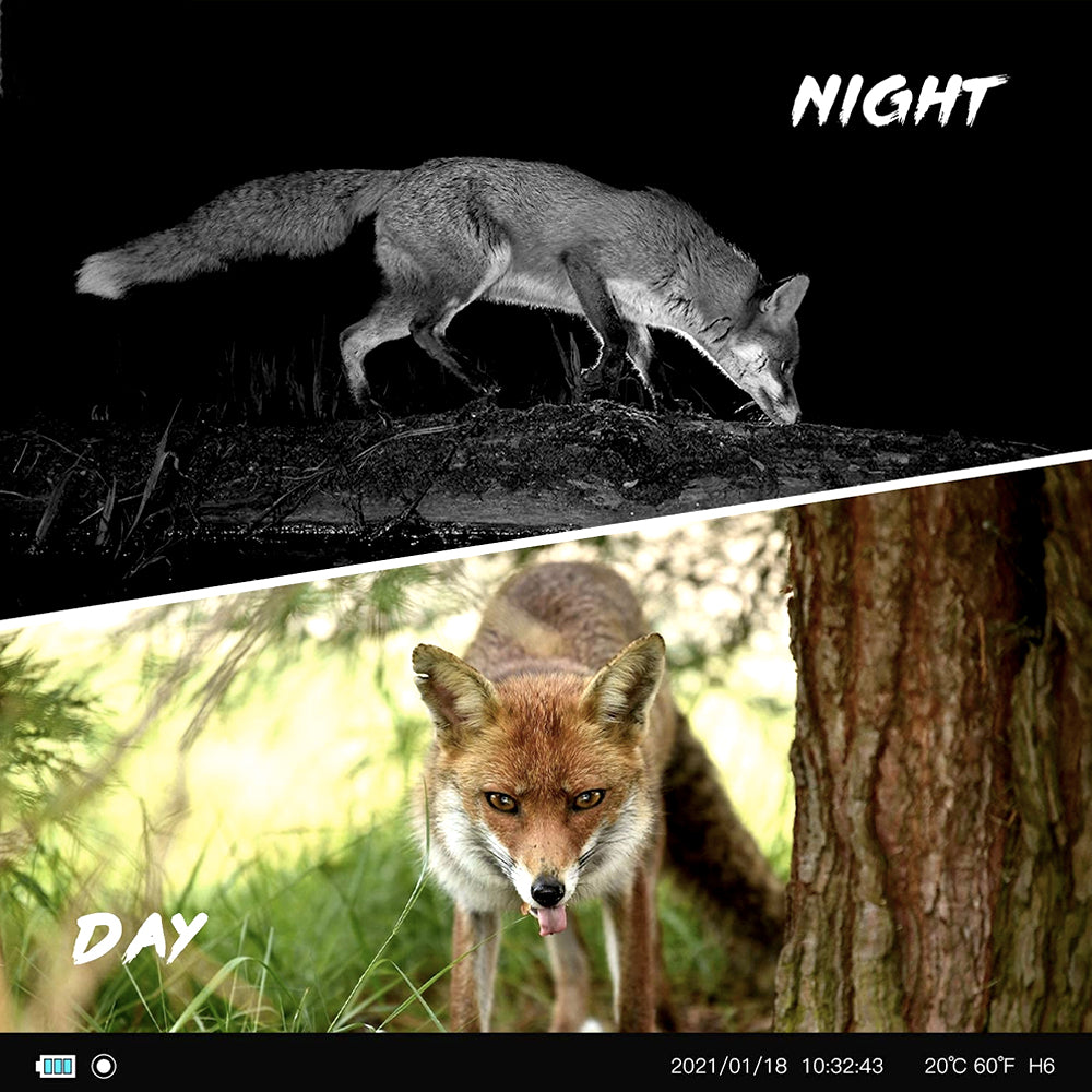 Daytime color photo and nighttime infrared photo of a fox