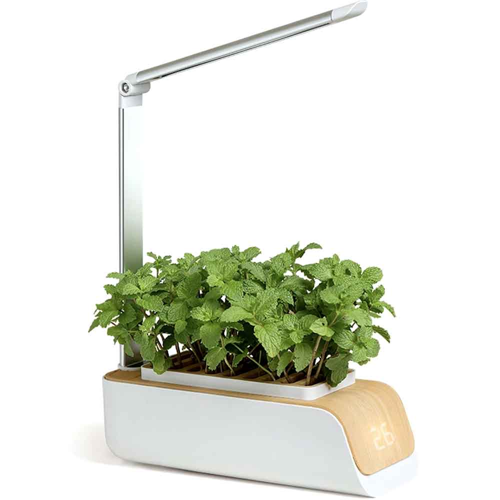 Indoor hydroponic herb garden with LED grow light arm