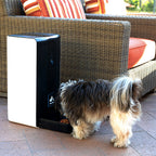 Small dog eating from the automatic pet feeder on a patio
